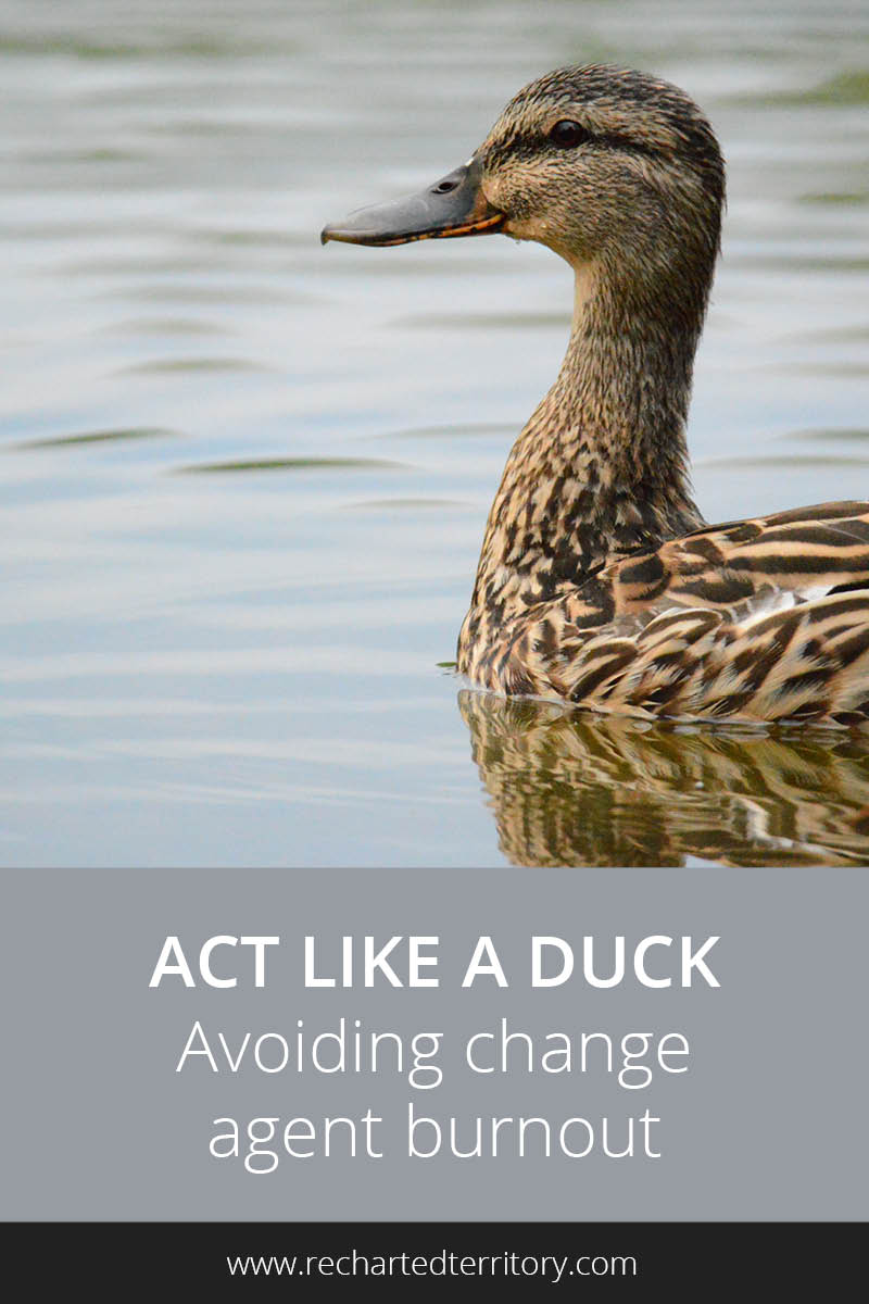 Act like a duck - Avoiding change agent burnout