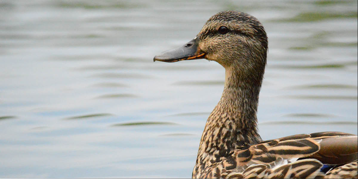 Act like a duck - Avoiding change agent burnout3