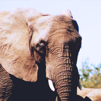 Scaling agile should be easier. Right?